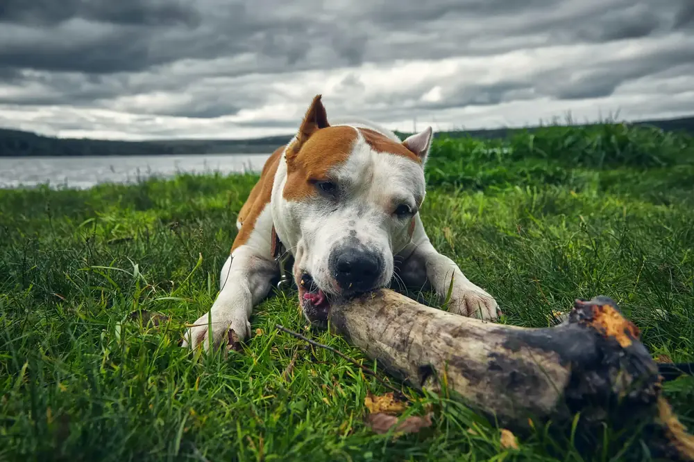 Como Identificar um Amstaff