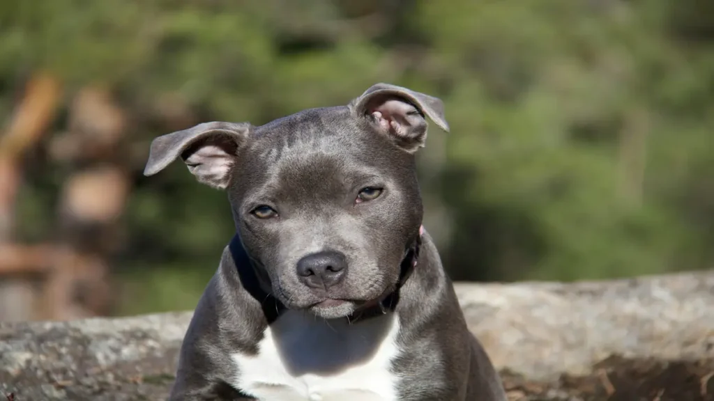 Criatório American Staffordshire Terrier: Escolha Certa 2026 (Pedigree Nobre) Criatório American Staffordshire Terrier